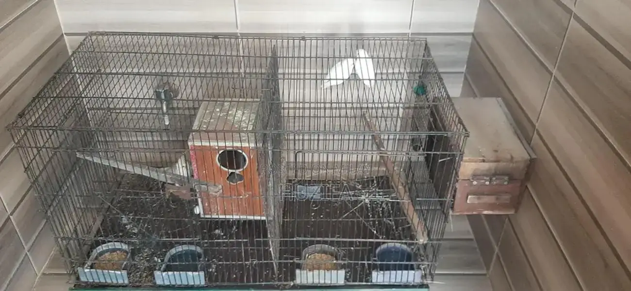 Exotic Birds Pair and Bird Cage for Sale - Breeder Pair