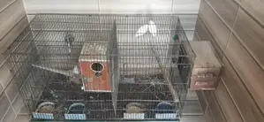 Photo - Exotic Birds Pair and Bird Cage for Sale - Breeder Pair