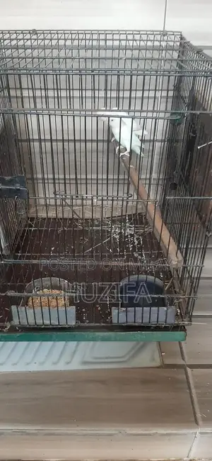Exotic Birds Pair and Bird Cage for Sale - Breeder Pair