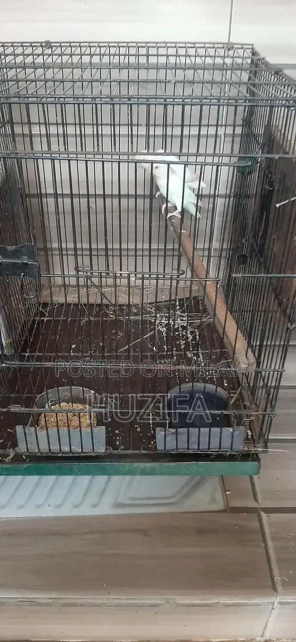 Exotic Birds Pair and Bird Cage for Sale - Breeder Pair