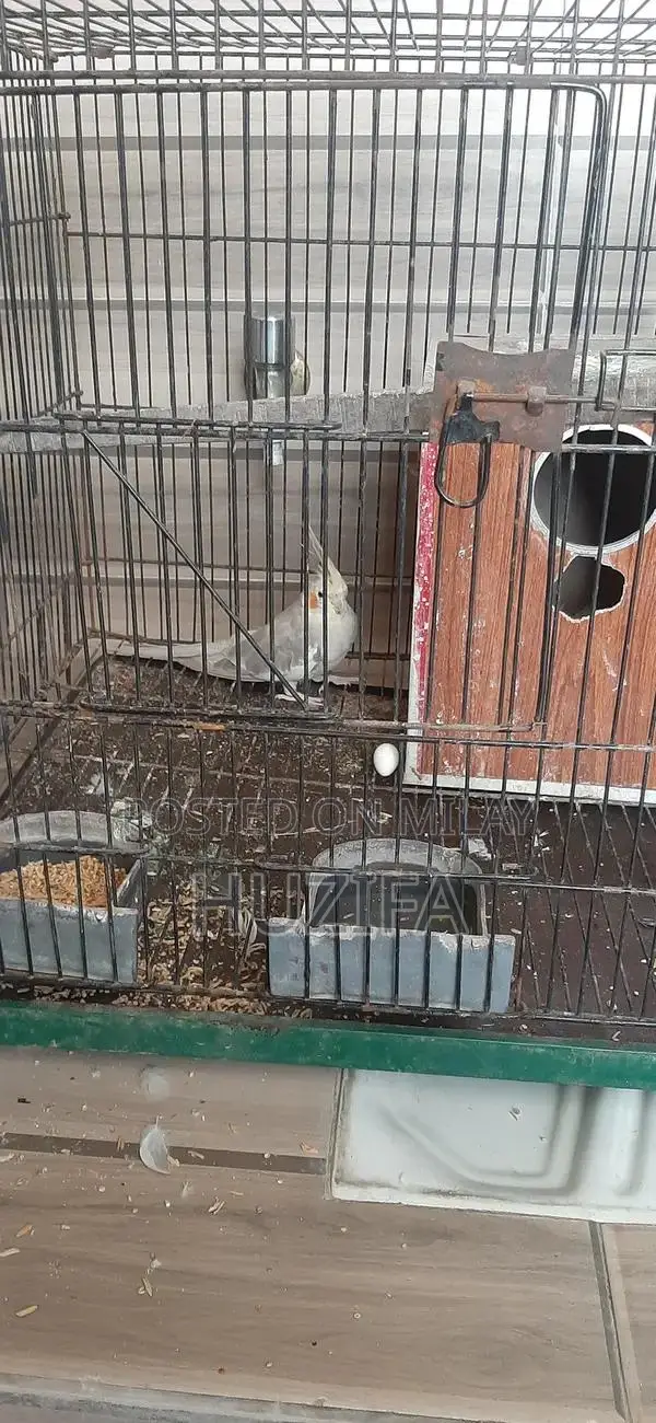 Exotic Birds Pair and Bird Cage for Sale - Breeder Pair