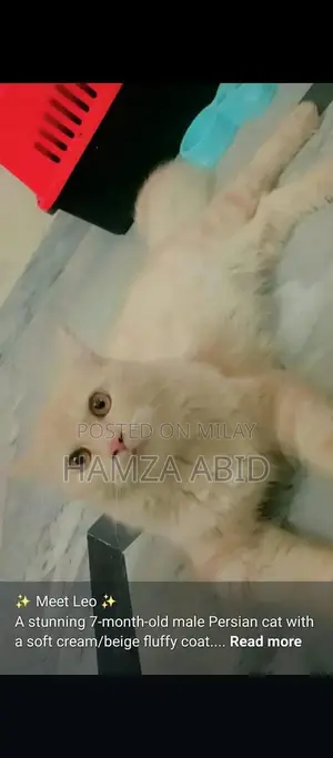 Photo - Pure Cream Persian Cat - Friendly Male Kitten, 7 Months Old