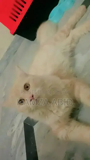 Pure Cream Persian Cat - Friendly Male Kitten, 7 Months Old