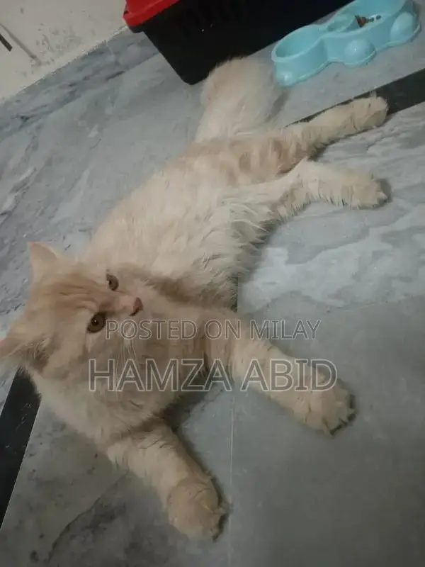 Pure Cream Persian Cat - Friendly Male Kitten, 7 Months Old