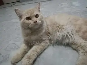 Pure Cream Persian Cat - Friendly Male Kitten, 7 Months Old