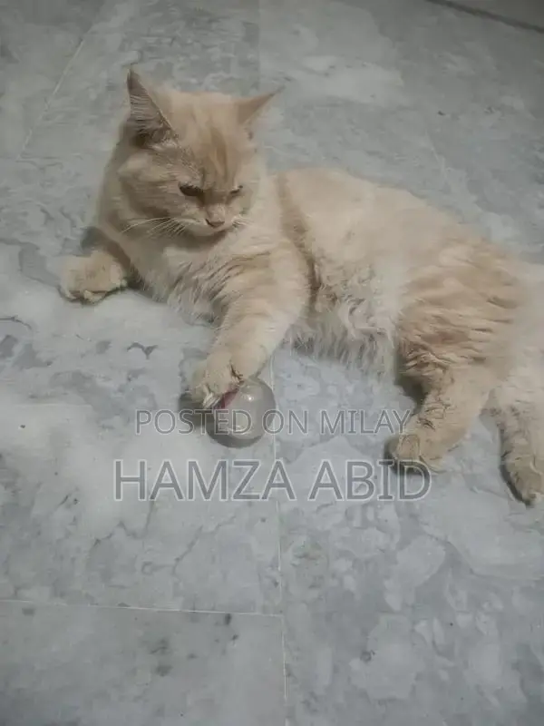 Pure Cream Persian Cat - Friendly Male Kitten, 7 Months Old