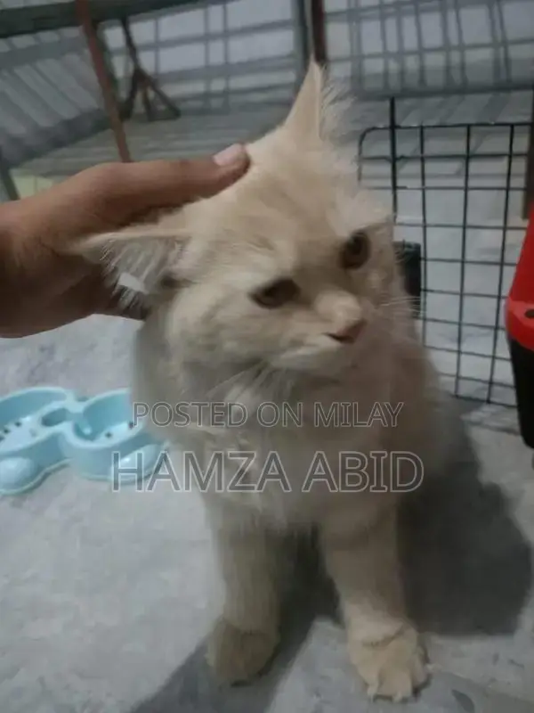 Pure Cream Persian Cat - Friendly Male Kitten, 7 Months Old