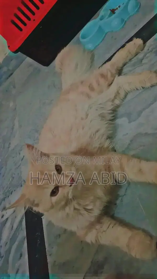 Pure Cream Persian Cat - Friendly Male Kitten, 7 Months Old