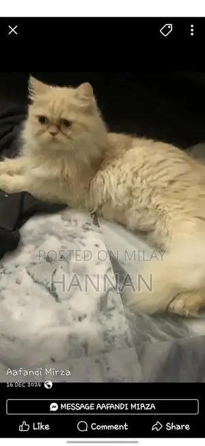 Photo - Purebred Persian Cat Breeding Pair - Triple Coated