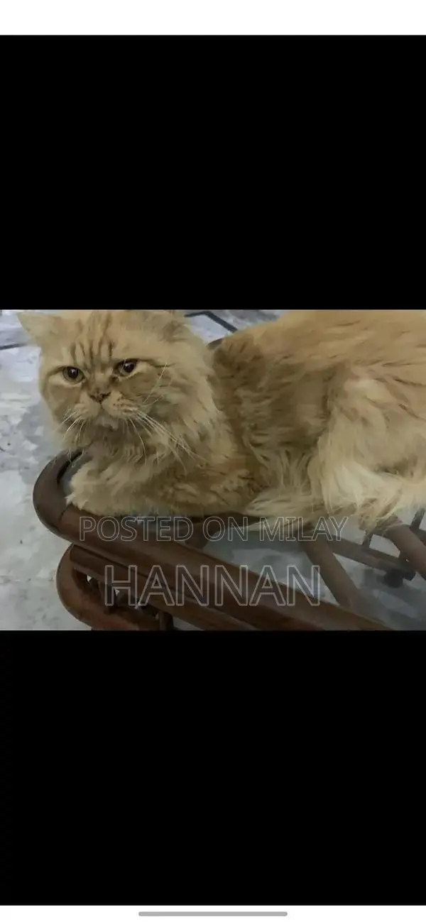 Purebred Persian Cat Breeding Pair - Triple Coated