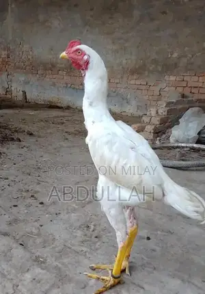 White Aseel Patha - Premium Quality Traditional Chicken Breed