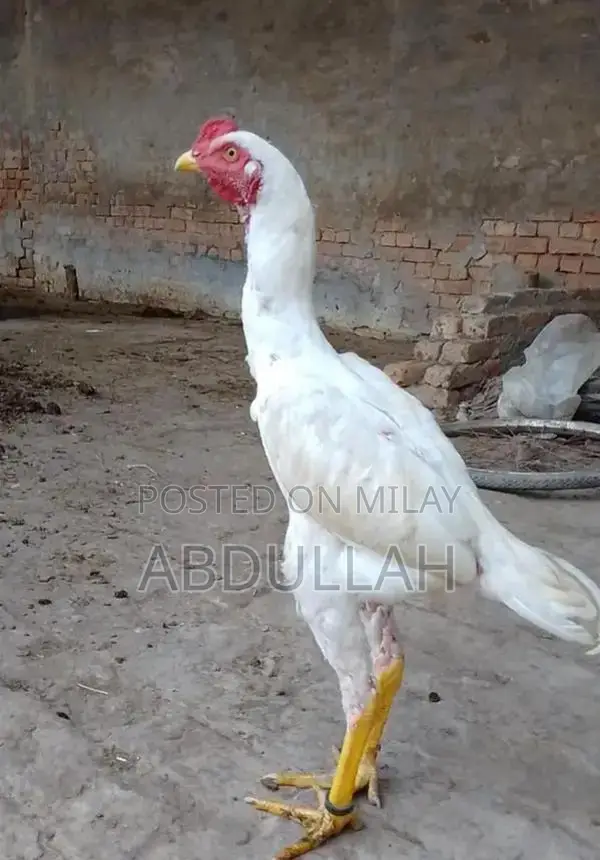 White Aseel Patha - Premium Quality Traditional Chicken Breed