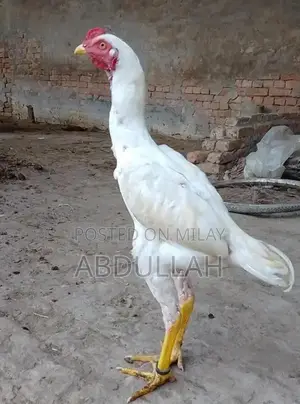 White Aseel Patha - Premium Quality Traditional Chicken Breed