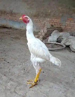 White Aseel Patha - Premium Quality Traditional Chicken Breed