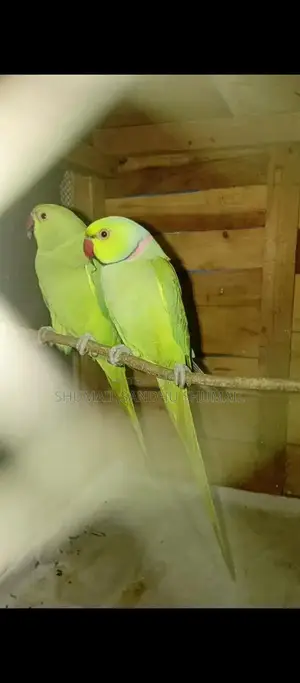 Photo - Breader Pair Footwear - Casual Comfortable Shoes