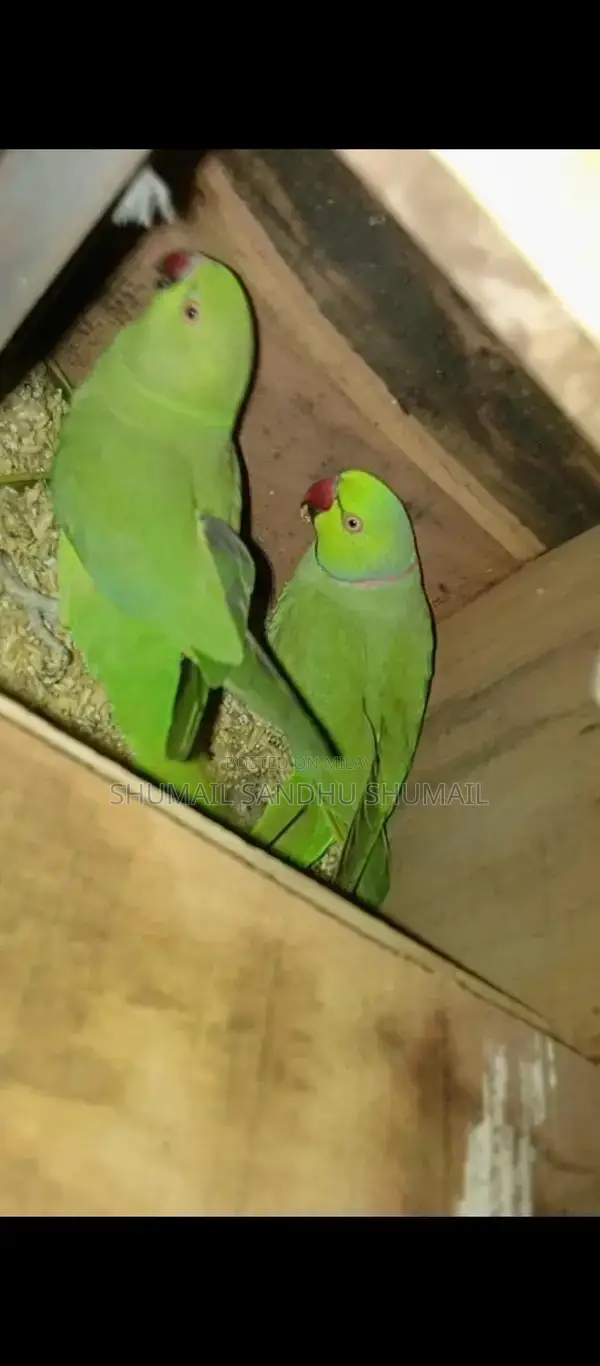 Breader Pair Footwear - Casual Comfortable Shoes