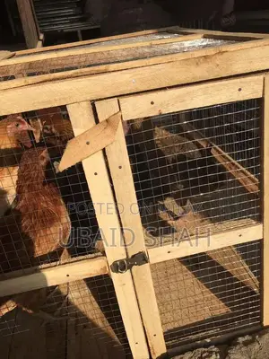 Healthy Golden Misri Hens - Fully Vaccinated Poultry Birds