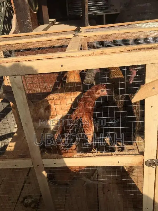 Healthy Golden Misri Hens - Fully Vaccinated Poultry Birds