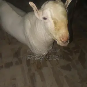 Allah Rakha Premium Quality Breeding Dairy Goat - Two-Toothed Healthy