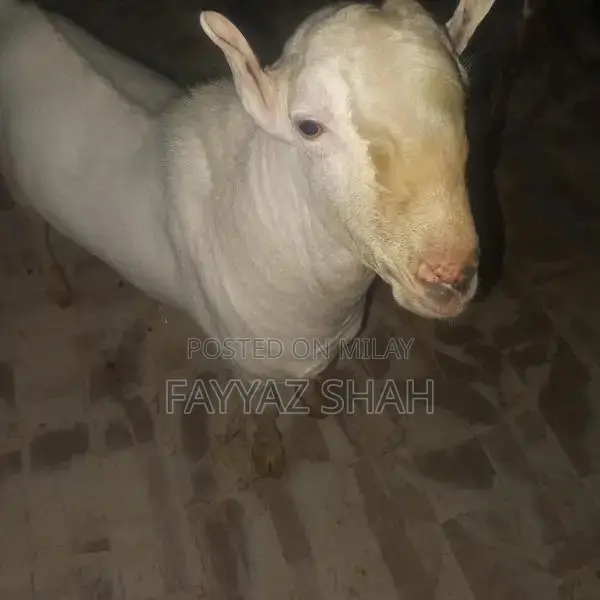 Allah Rakha Premium Quality Breeding Dairy Goat - Two-Toothed Healthy