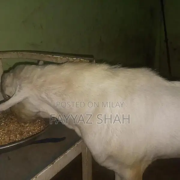 Allah Rakha Premium Quality Breeding Dairy Goat - Two-Toothed Healthy