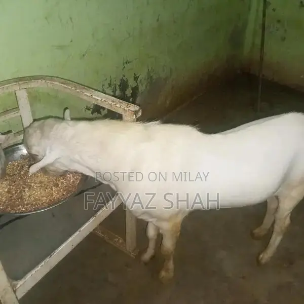 Allah Rakha Premium Quality Breeding Dairy Goat - Two-Toothed Healthy