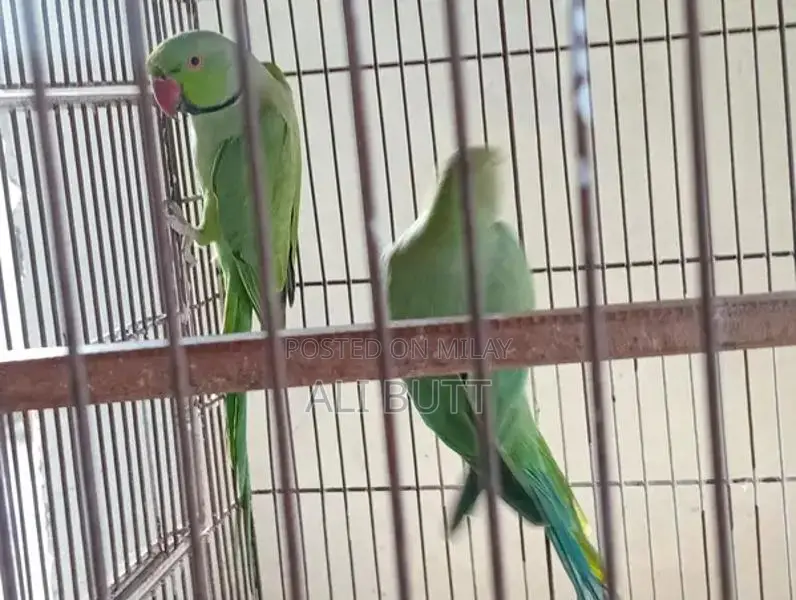 Breedr Bird Pair - Exotic Avian Companions