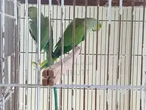 Breedr Bird Pair - Exotic Avian Companions