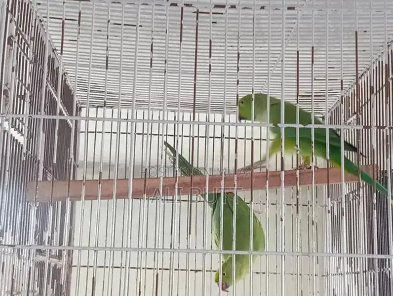 Breedr Bird Pair - Exotic Avian Companions