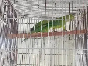 Breedr Bird Pair - Exotic Avian Companions