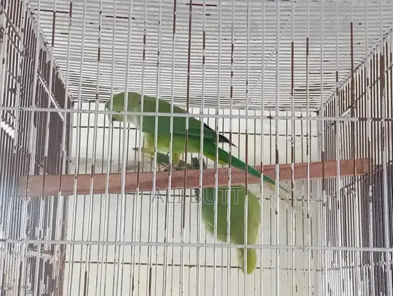 Breedr Bird Pair - Exotic Avian Companions