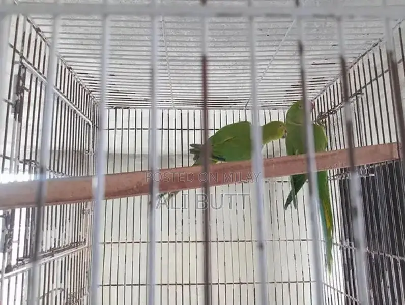 Breedr Bird Pair - Exotic Avian Companions