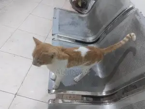 Photo - Charming Pakistani Cat with Delightful Personality