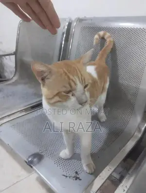 Charming Pakistani Cat with Delightful Personality