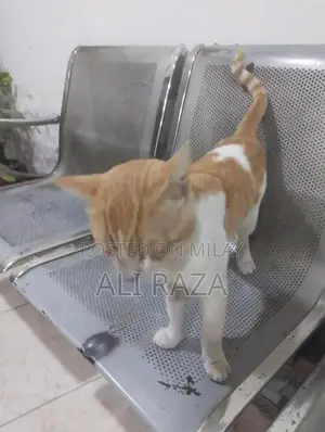 Charming Pakistani Cat with Delightful Personality