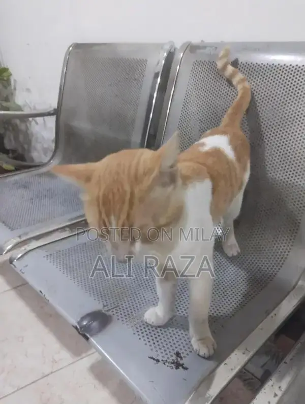 Charming Pakistani Cat with Delightful Personality