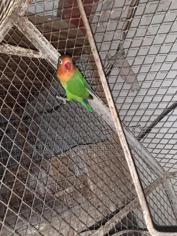 Female Lovebird for Sale - Exotic Pet Bird