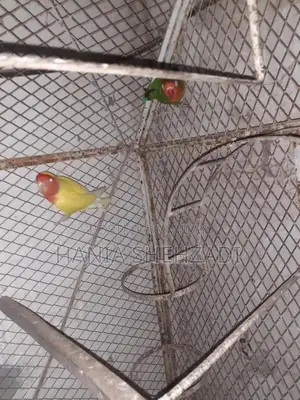 Female Lovebird for Sale - Exotic Pet Bird