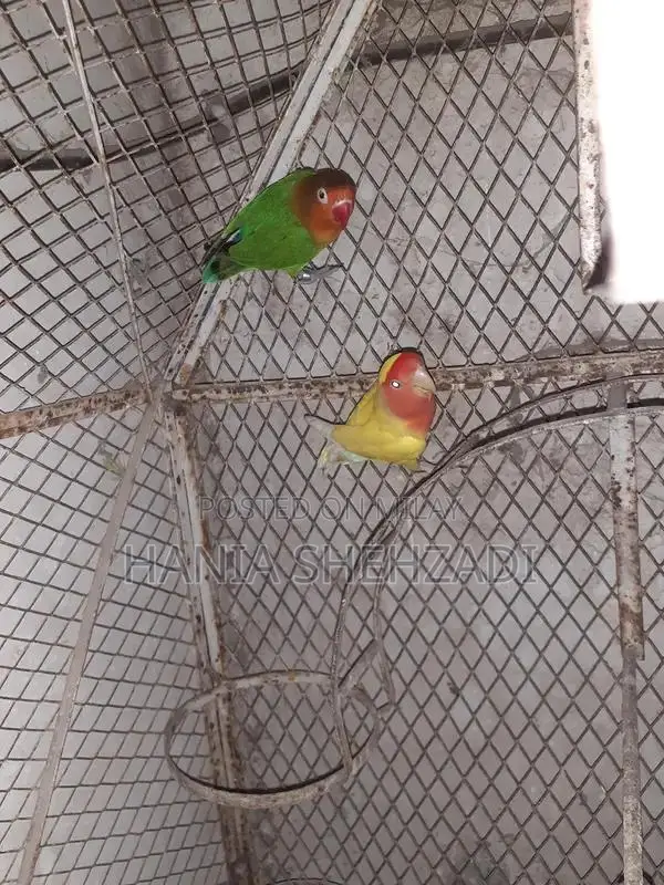 Female Lovebird for Sale - Exotic Pet Bird