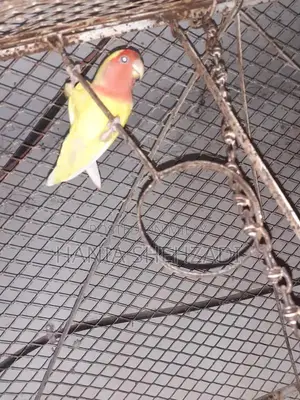 Female Lovebird for Sale - Exotic Pet Bird