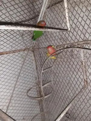 Female Lovebird for Sale - Exotic Pet Bird