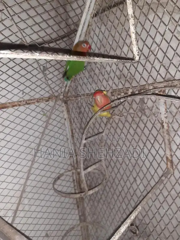 Female Lovebird for Sale - Exotic Pet Bird