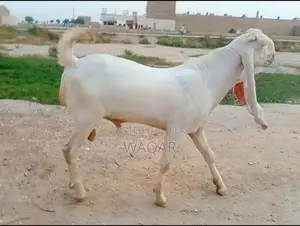 Young Healthy Goat - Prime Breeding Potential, Strong Lineage