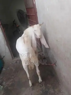 Young Healthy Goat - Prime Breeding Potential, Strong Lineage