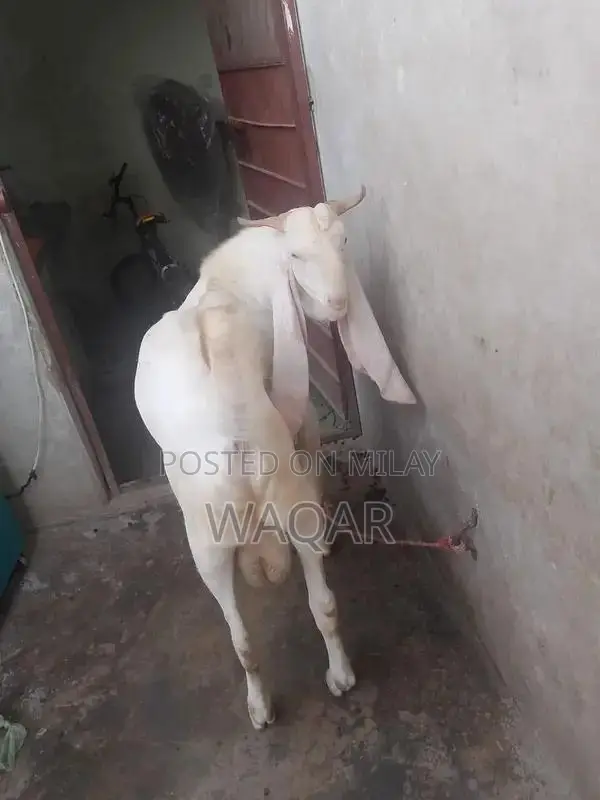 Young Healthy Goat - Prime Breeding Potential, Strong Lineage