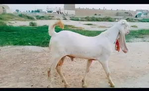 Young Healthy Goat - Prime Breeding Potential, Strong Lineage