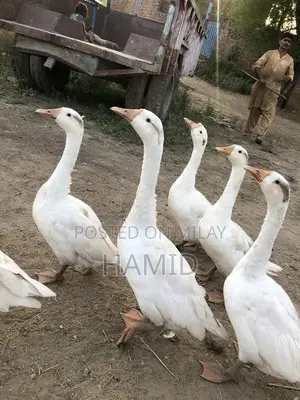 Active Pair of Ducks Animal Collection