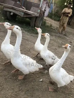 Active Pair of Ducks Animal Collection