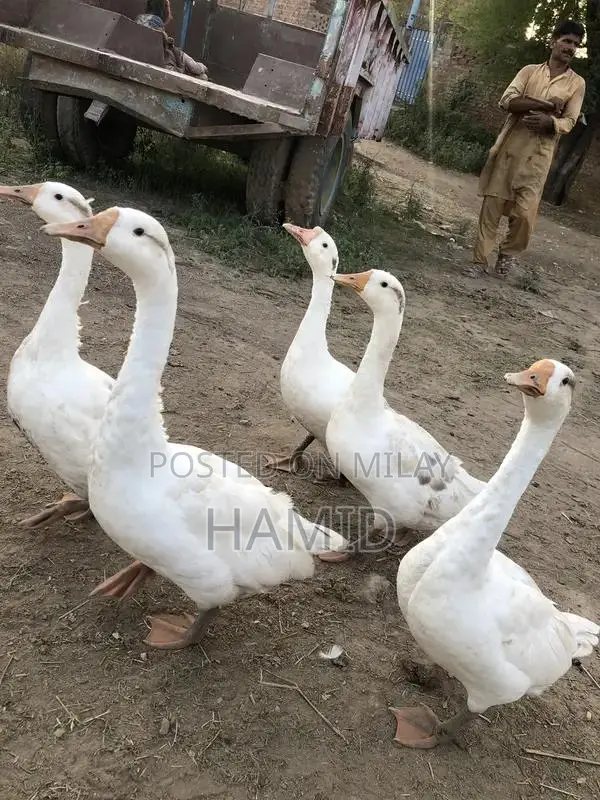 Active Pair of Ducks Animal Collection
