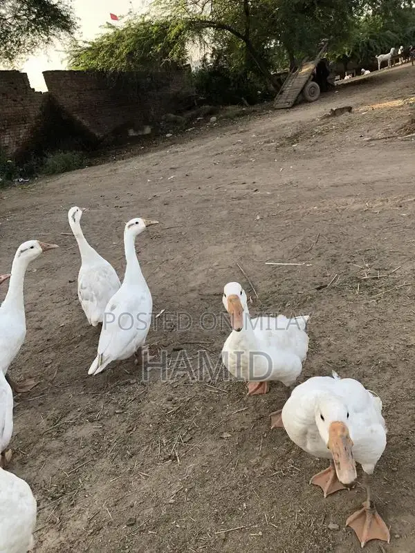 Active Pair of Ducks Animal Collection